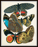 Butterfly Print Set - Seguy Butterfly Prints