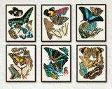 Butterfly Print Set No. 1 - Seguy Butterflies