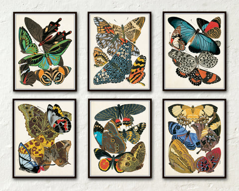 Butterfly Print Set No. 2 - Seguy Butterflies