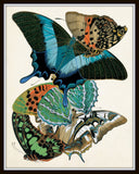 Butterfly Print Set No. 1 - Seguy Butterflies