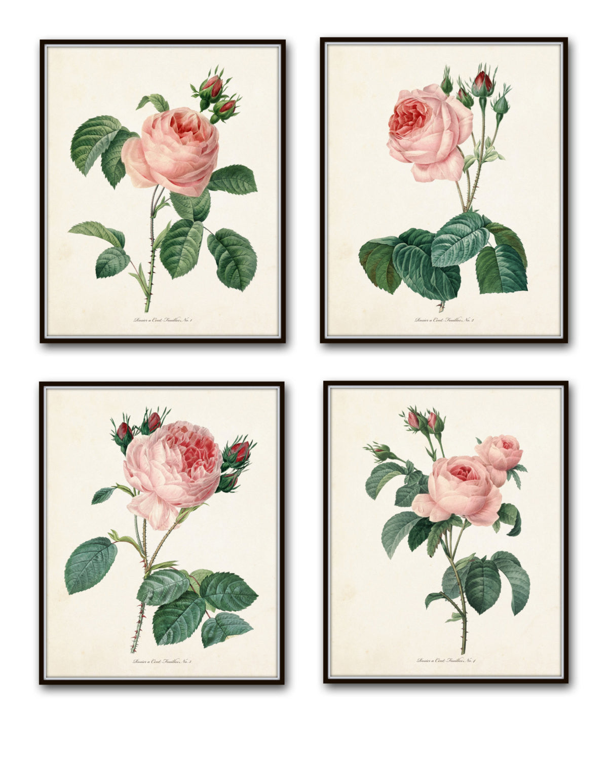 Redoute Roses Botanical Print Set No. 1 – BelleBotanica Redoute Roses Botanical Print Set No. 1 – BelleBotanica