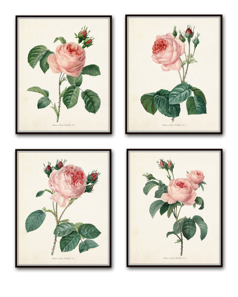 Redoute Roses Botanical Print Set No. 1 – BelleBotanica Redoute Roses Botanical Print Set No. 1 – BelleBotanica