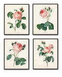 Redoute Roses Botanical Print Set No. 1