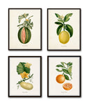 French Fruit Botanical Print Set No. 12