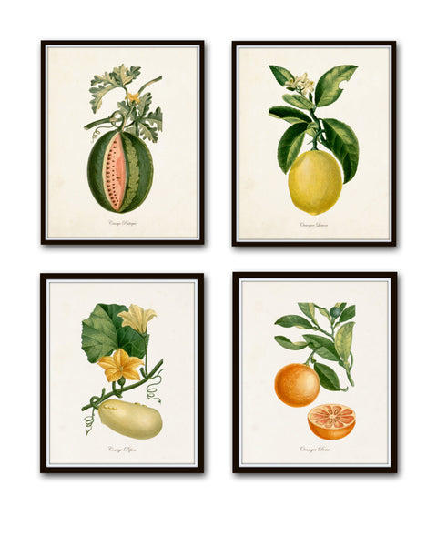 French Fruit Botanical Print Set No. 12