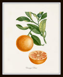 French Fruit Botanical Print Set No. 12