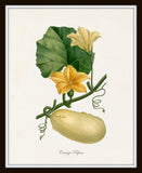 French Botanical Squash Print No.10 - Giclee Print