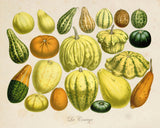 French Botanical Squash Print No.20 - Giclee Print