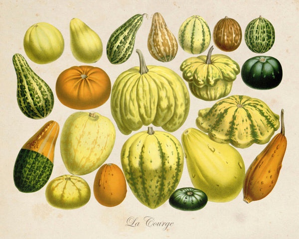 French Botanical Squash Print No.20 - Giclee Print