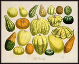 French Botanical Squash Print No.20 - Giclee Print