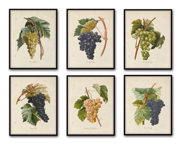French Grapes Print Set 1 - Botanical Art Print