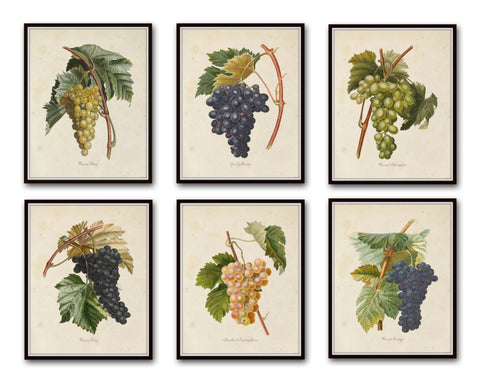 French Grapes Print Set 1 - Botanical Art Print