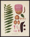 Fragmenta Botanica Botanical Print Set No. 5