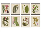 Botanical Print Set No. 5 - Giclee Art Prints