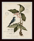 Vintage Bird and Botanical Print Set No. 2