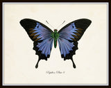 Papillon Butterfly Print Set No.12 - Vintage Butterfly Print Set