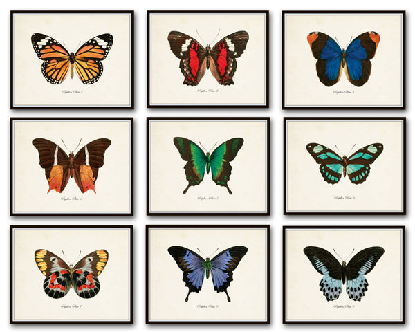 Papillon Butterfly Print Set No.12 - Vintage Butterfly Print Set