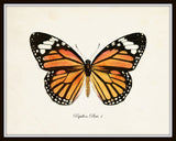 Papillon Butterfly Print Set No.12 - Vintage Butterfly Print Set