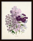 Les Fleurs Print Set No. 8 - Botanical Prints Set