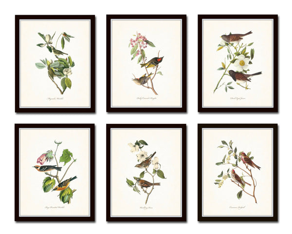 Audubon Bird Prints Set No. 1 - Vintage Bird Prints