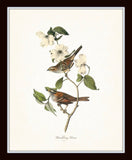 Audubon Bird Prints Set No. 1 - Vintage Bird Prints