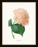 Pink Botanical Print Set No. 2 - Redoute Botanical Prints