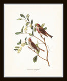 Audubon Bird Prints Set No. 1 - Vintage Bird Prints