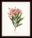 Pink Botanical Print Set No. 5 - Redoute Botanical Prints