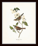 Bird and Floral Print Set No. 4 - Redoute & Audubon Prints