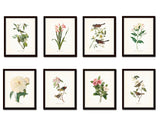 Bird and Botanical Print Set No. 2 - Redoute & Audubon Prints