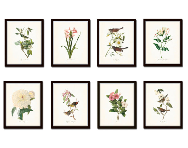 Bird and Botanical Print Set No. 2 - Redoute & Audubon Prints