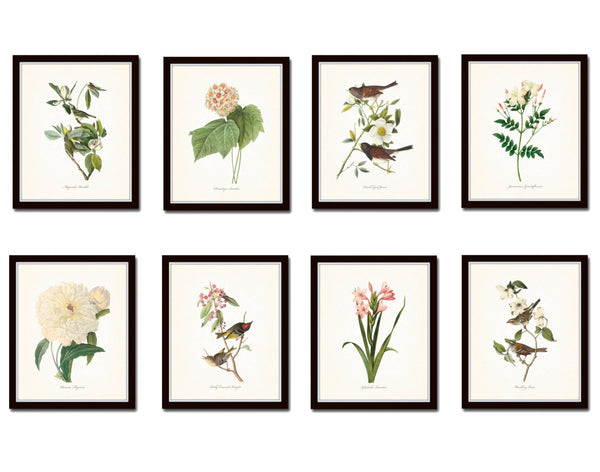 Bird and Botanical Print Set No. 3 - Redoute & Audubon Prints