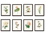 Bird and Floral Print Set No. 4 - Redoute & Audubon Prints