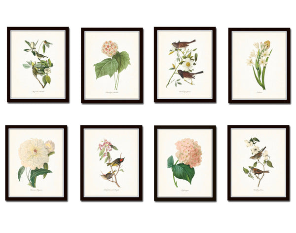 Bird and Floral Print Set No. 4 - Redoute & Audubon Prints