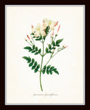 Redoute White Botanical Print Set No. 2