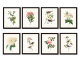 Bird and Botanical Print Set No. 1 - Redoute & Audubon Prints