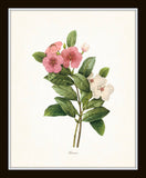 Bird and Botanical Print Set No. 2 - Redoute & Audubon Prints
