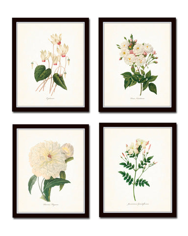 Redoute White Botanical Print Set No. 2
