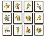 Antique Redoute Fruit Prints Set No 4