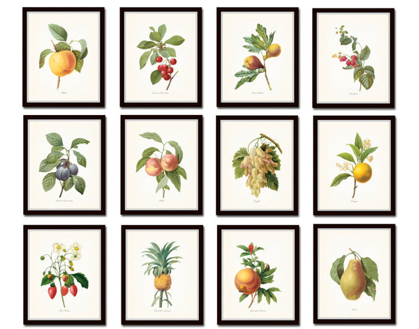 Antique Redoute Fruit Prints Set No 4
