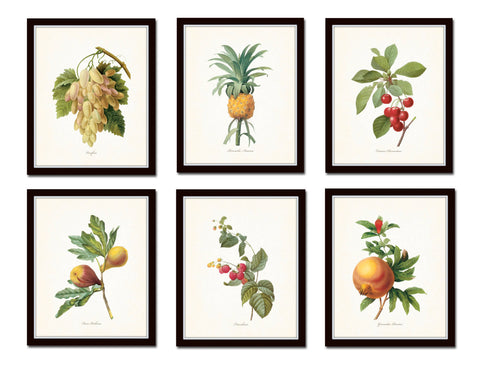 Antique Redoute Fruit Prints Set No 2