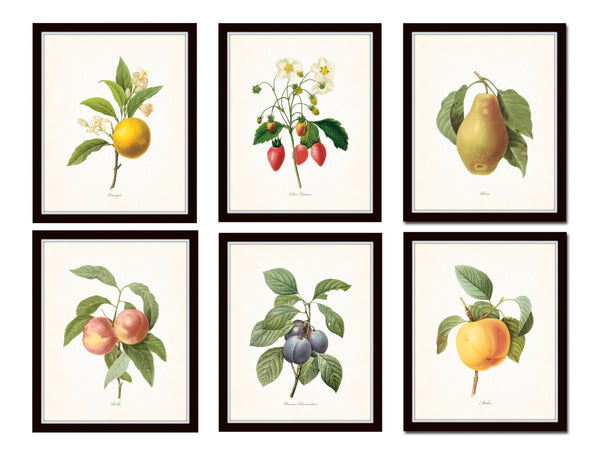Antique Redoute Fruit Prints Set No 3