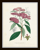 English Garden Botanical Print Set No. 6