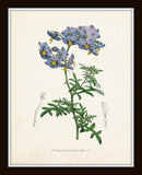 English Garden Botanical Print Set No. 5