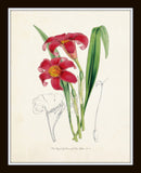 English Garden Botanical Print Set No. 5