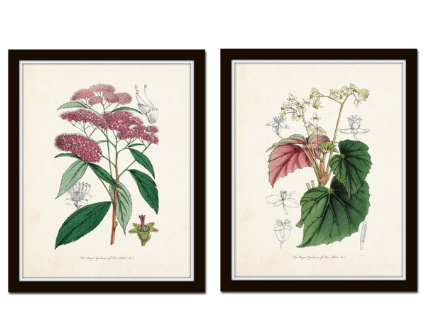 English Garden Botanical Print Set No. 6