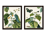 Nature Study Collage No. 23 Botanical Print Set