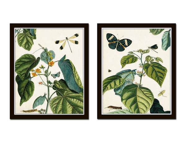 Nature Study Collage No. 23 Botanical Print Set