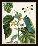 Nature Study Collage No. 23 Botanical Print Set