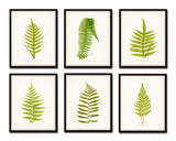 Vintage Ferns Print Set No. 2 - Botanical Prints